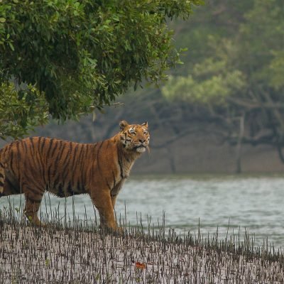 Sundarbans